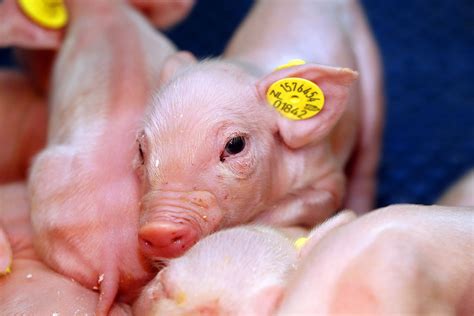 Review: Improving the performance of neonatal piglets.